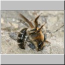 Andrena barbilabris - Sandbiene 10b 10mm Weibchen unmittelbar nach Paarung OS-Wallenhorst-Waldlichtung.jpg